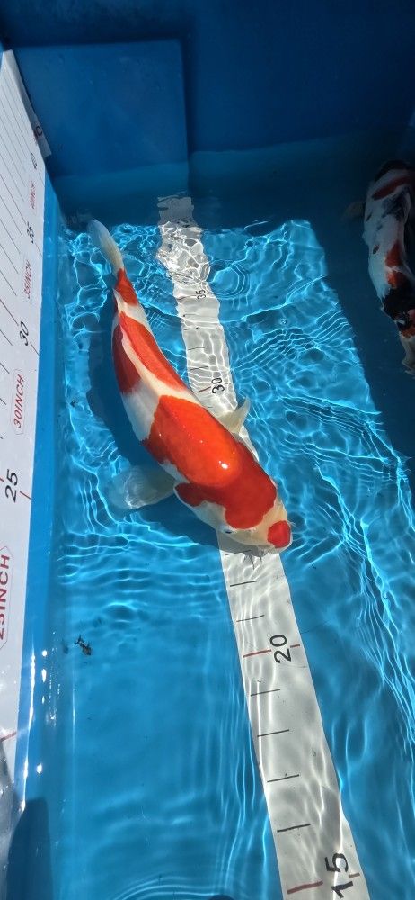 Koi Pond Drum Filter/Japanese Koi Fish