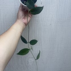 4” hoya fungii