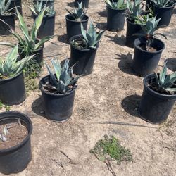 Agave