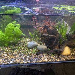 Water box 16 gallon Aquascape Planted Aquarium Comes as pictured with Aquascape 