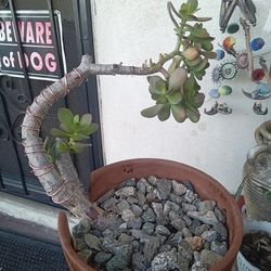 Plants bonsai