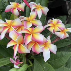 Plumeria rainbow Noid