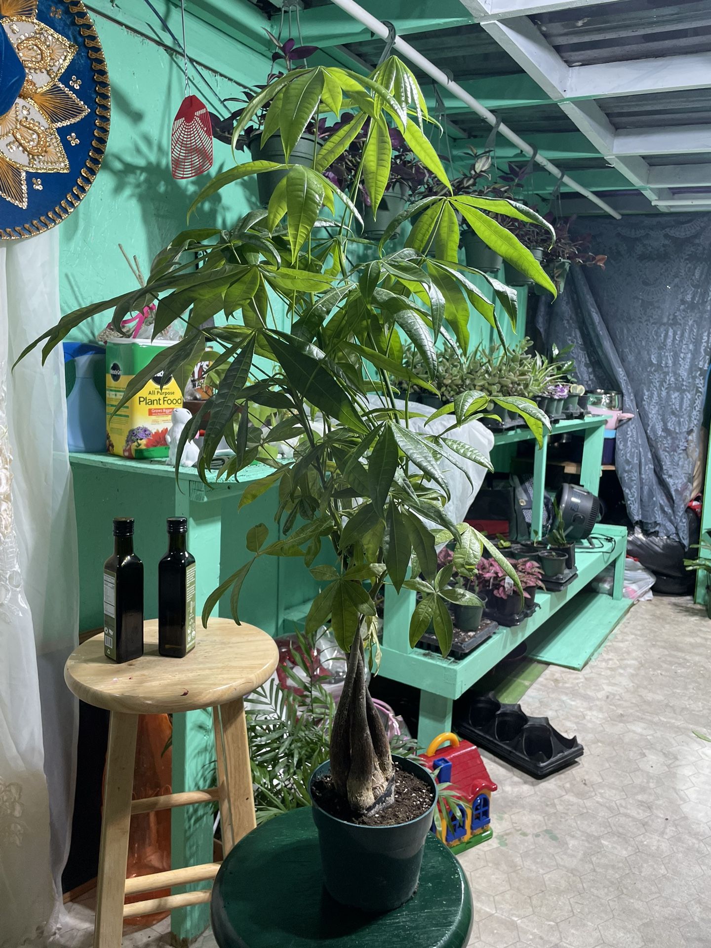 Big Money Tree