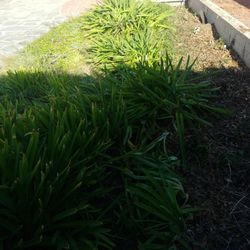 Free Apagantus Ivdig Them You Take