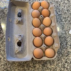 Fresh Eggs