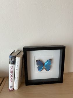 Framed Blue Morpho Butterfly – Real Specimen Wall Decor