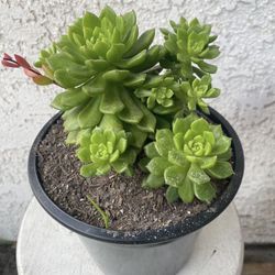 1.5 Gallon Pot Rare Succulent Plant - Sedeveria Rolly Letizia - Rooted & Established - Drought Resistant - 🪴