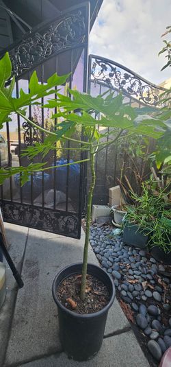 Young Papaya Trees