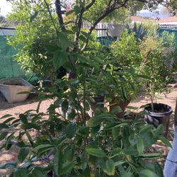 Citrus Trees. Orange And Limon