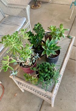 Succulents . 5 one gallon pots