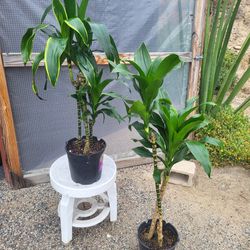 Dracaena Plant 10" Pot 3.7ft Tall$12 Each