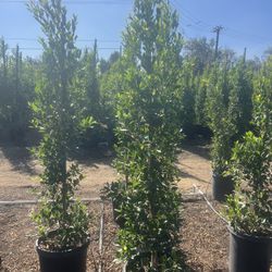 Ficus Nitida Privacy 15 Gallon