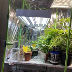 4ft & 2ft T5 Grow Lights 4 Bulb  $90/$60 Extra Bulbs