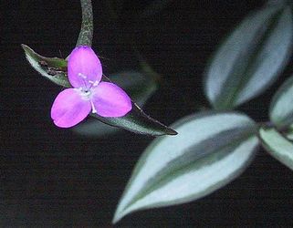 6 Rooted Cuttings...Tradescantia Zebrina Wandering Jew Plant...SHIPS FREE!!!