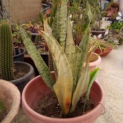 Mother N Laws Tongue Plant In A Pot $14