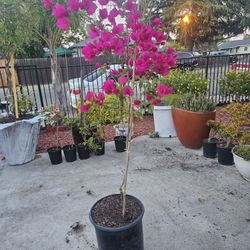 Bougainvillea Plant 
