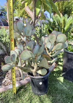 Silver Dollar Plant In 1 Gallon Pot