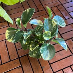 Marble Peperomia Houseplant 