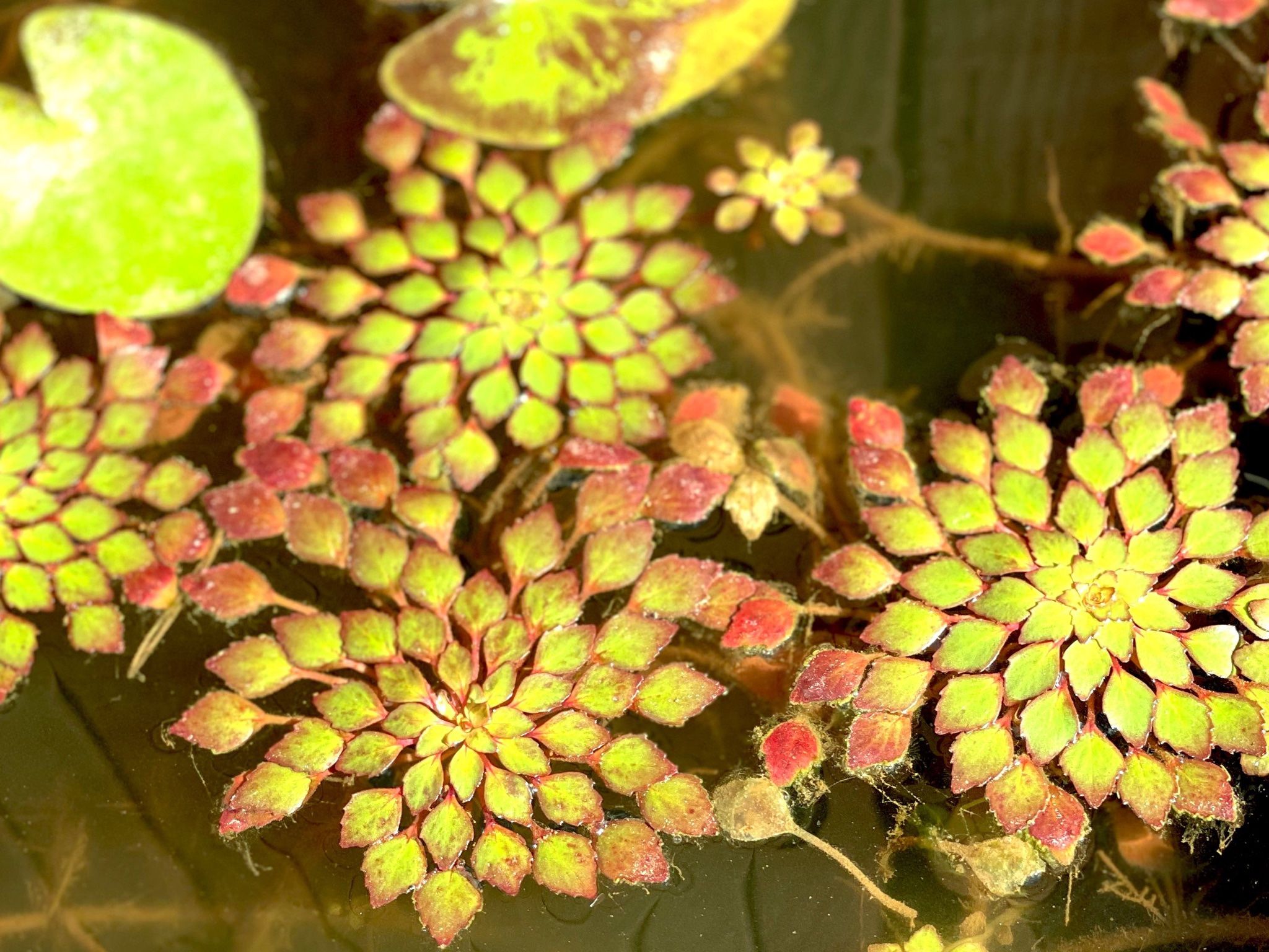 Mosaic Water Pond Plants