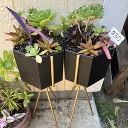 Tall Succulent Planters