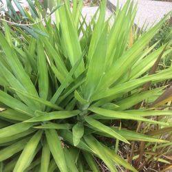 Nice heavy duty plant, you pick the one you want, I will cut it for you and you planted,no need for to much water, the start price is $5.