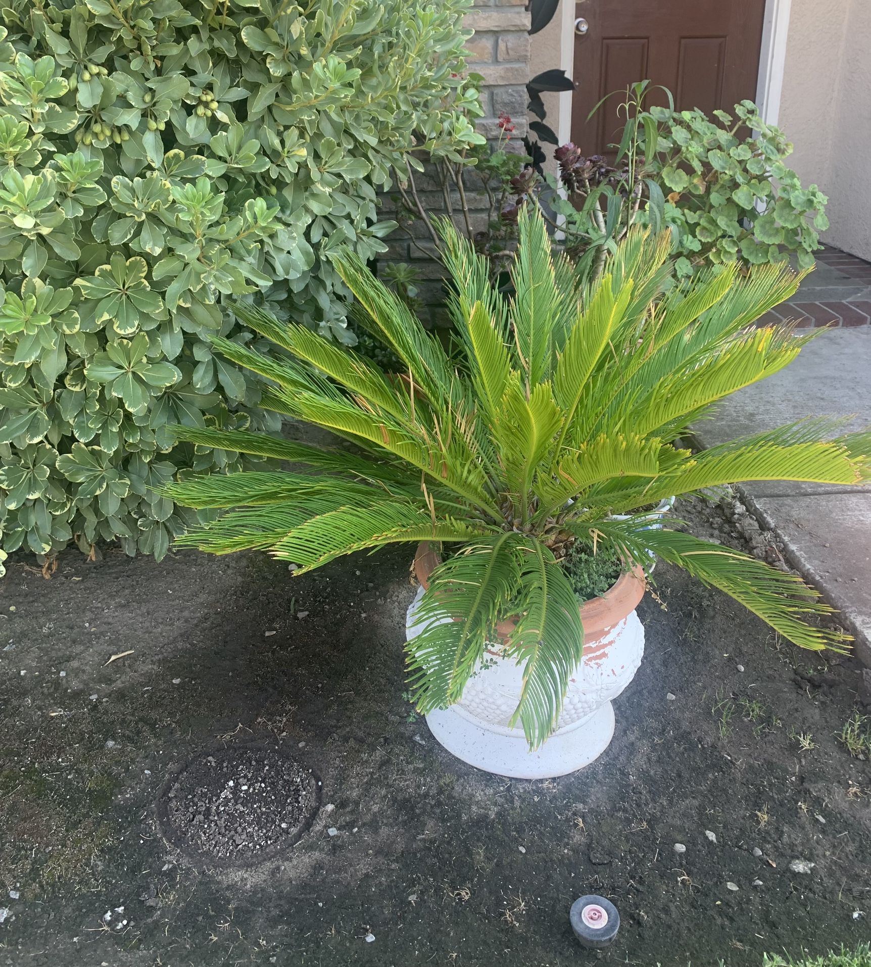 Beautiful Bonsai Palm In Ceramic Pot Has 3 Years 