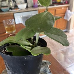Hoya
