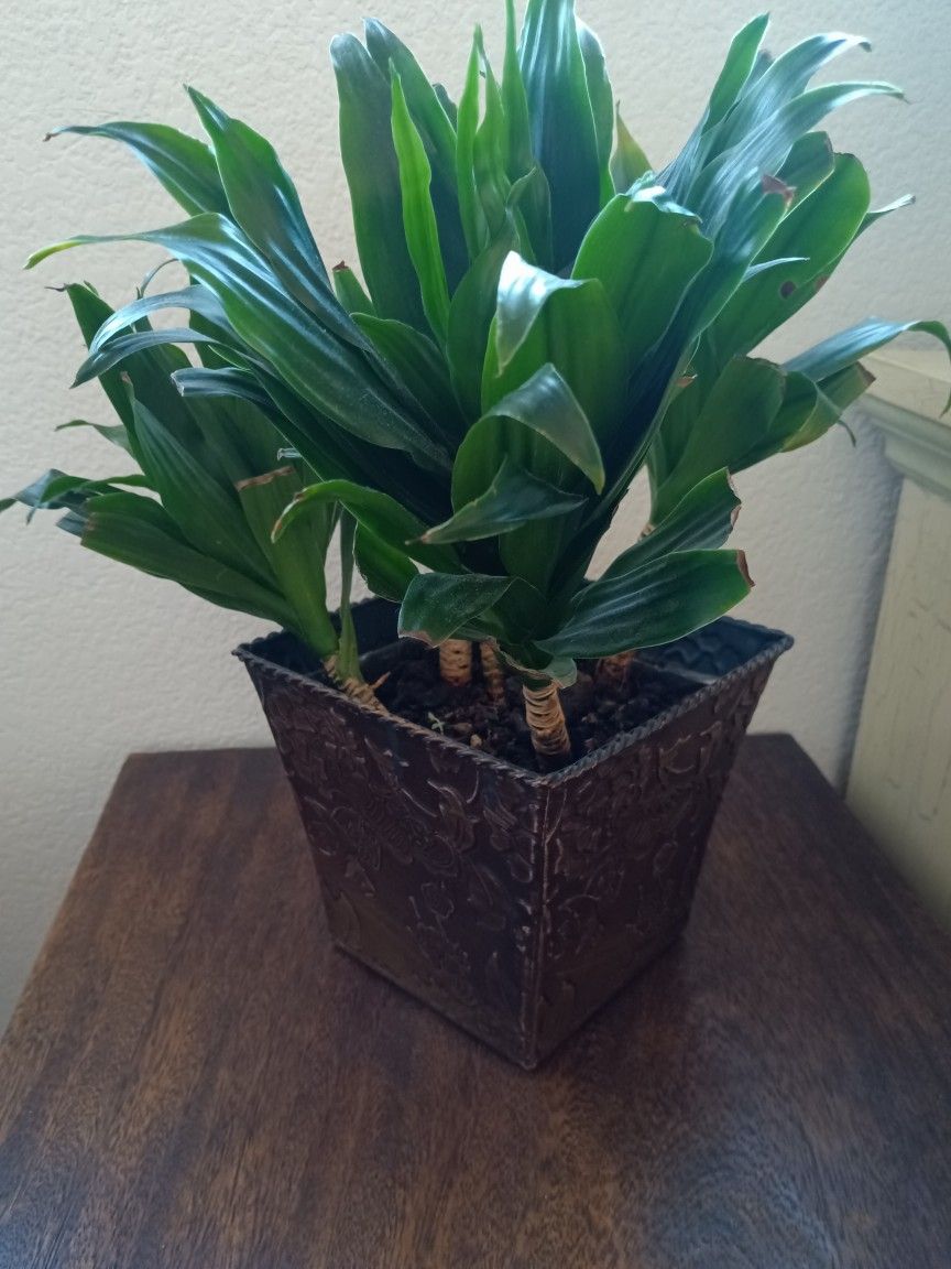 Plant With Pot