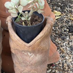 Succulent