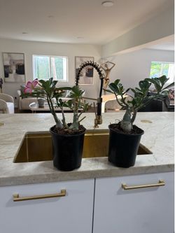 Desert rose 1-g Rosa del desierto 1-g