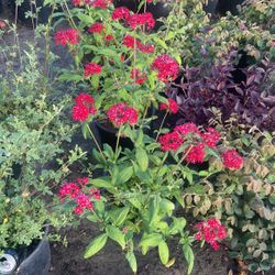 Pentas