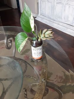 Marble queen ivy with succulent