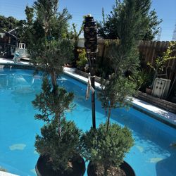 Three Tier Italian Cypress Trees