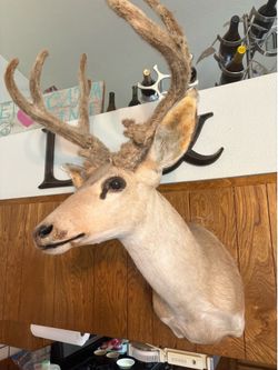 Black tailed buck in velvet