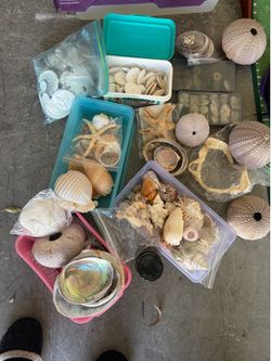Collection of shells