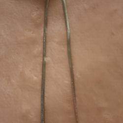 Flat Snake Chain 