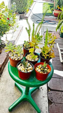 Assorted Potted Succulents – Set of 5