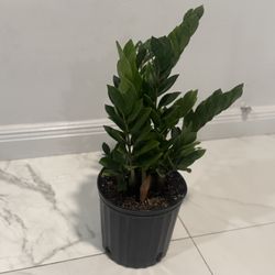 Plants