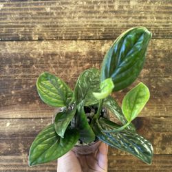 Monstera Peru: ‘Peru’ (Monstera karstenianum)