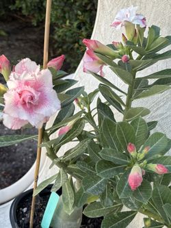 Rosa desierto , Id Topaz