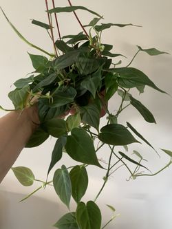 Philodendron Micans Indoor Plants 
