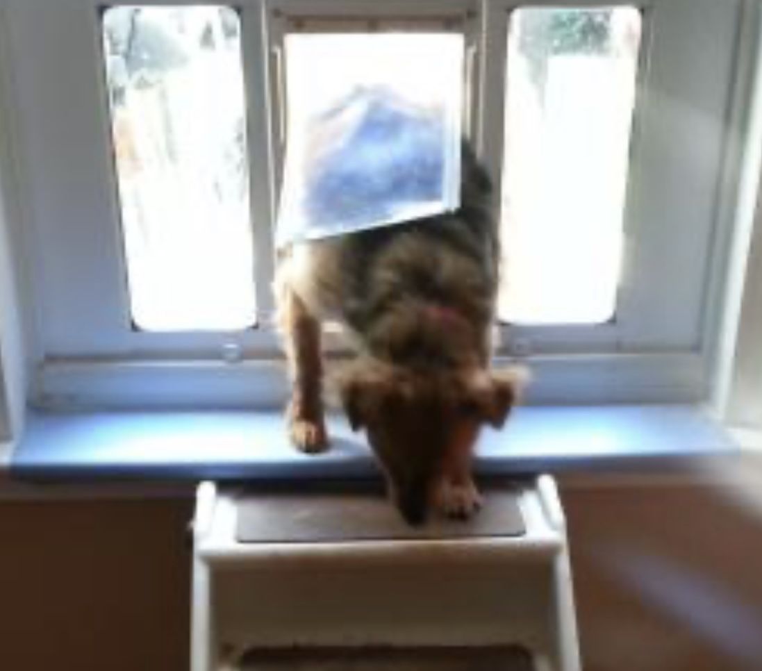 New Dog Pet Door Medium Window Sash IDEAL 