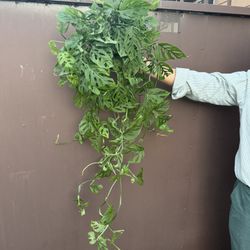 Big Swiss Cheese Adansoni In 6” Pot 