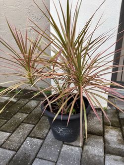 Dracaena Marginata Plant in Black Pot