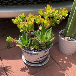 Succulent And Jade Cactus In Asian Ceramic White Blue Pot 