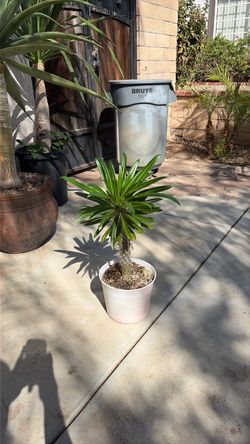 Madagascar Palm