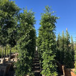 Ficus Nitida Indian Laurel Hedge