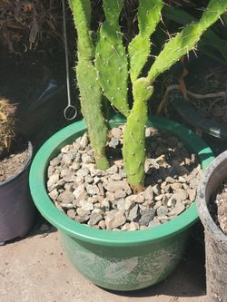 Decorative Cactus Cactus Decorativos for Sale in San Bernardino, CA -  OfferUp