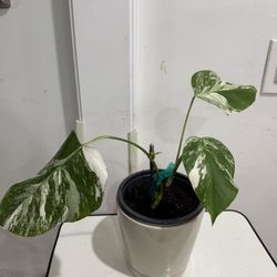 Monstera Albo