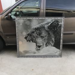 Tiger 🐅 King Picture!!!